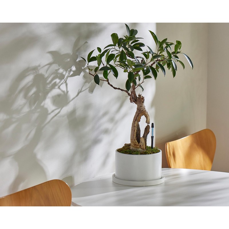 Cabinoche C-0012-BK SUSTEE Watering Checker Susty M Size Black