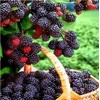100 Jumbo Thornless Blackberry Seeds, Juicy , Sweet ,Healthy Fruit