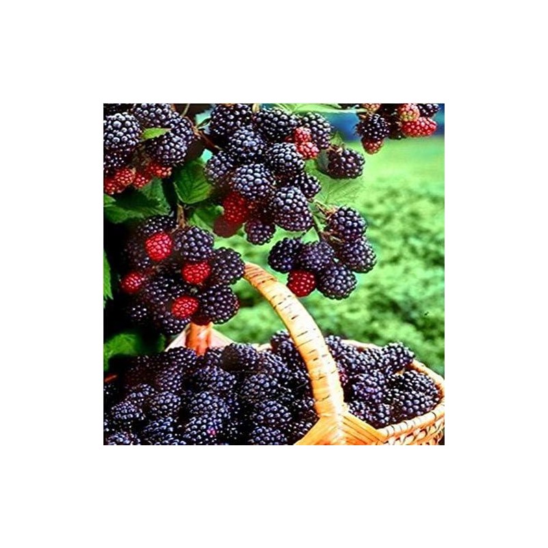 100 Jumbo Thornless Blackberry Seeds, Juicy , Sweet ,Healthy Fruit