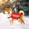 Reactive No Dogs Dog Jacket Vest Reactive Dog Give Me