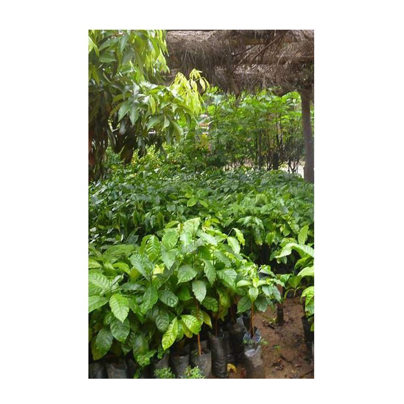 UCIRI Café Orgánico Soluble, 200 gramos. *Tipo Instantáneo*. Café Oaxaqueño