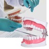 Dental Teaching Teeth Model with Toothbrush Children Education Teeth Brushing