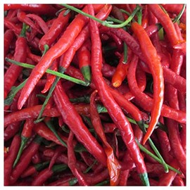 Everwilde Farms - 1 Oz Cayenne Long Red Hot Pepper Seeds - Gold Vault