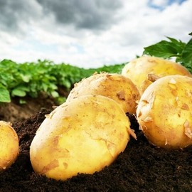 농담 국내산 포슬포슬 수미감자 특대 5kg Nongdam Domestic Soft and Fluffy Sumi Potatoes Special Size 5kg