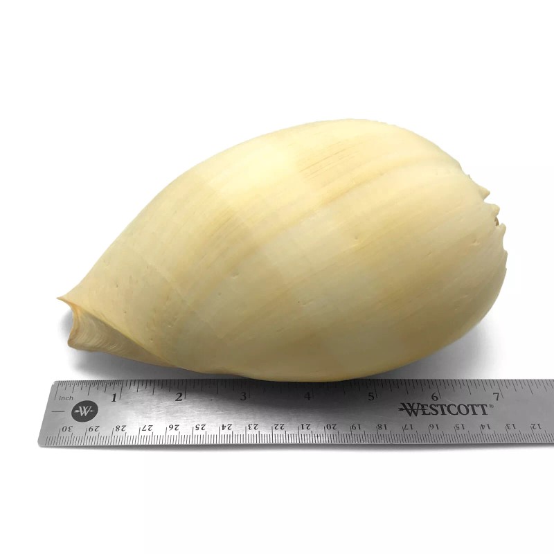 Orange Crowned Volute Sea Shell Melo Broderipii Large Sea Shell