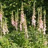 Outsidepride Digitalis Purpurea Apricot Beauty Foxglove Seeds – 5000 Pcs