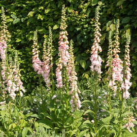 Outsidepride Digitalis Purpurea Apricot Beauty Foxglove Seeds – 5000 Pcs Biennial, Prolific, Tall Growing Flower Seeds with Pollinator-Friendly Blooms for Shaded Gardens & Outdoor Landscapes