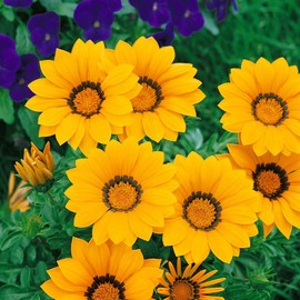 Outsidepride 50 Seeds Perennial Gazania Kiss Yellow Heat & Drought Tolerant Ground Cover Seeds for Planting