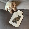 'Tortoiseshell Cat' Hot Water Bottle Cover (HW00026560)