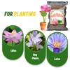 Aquatic Soil for Plants - 2.2LBS, Clay Aquarium Soil Suitable