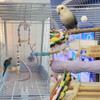Bird Toys Stand Perch Set: Interactive Wheel & Standing for