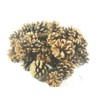 500g 3-7cm Pine Cones Austriaca (3560)