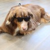 G006 Dog Medium Breeds 20-40 lbs Pet Cat 80s Costume