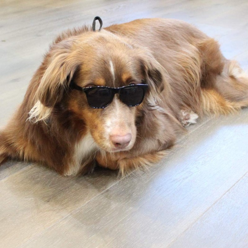 G006 Dog Medium Breeds 20-40 lbs Pet Cat 80s Costume