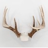 Bone Collector The Change Up Antler Mounting Kit with Skull