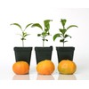 Gerald Winters and Son Satsuma Mandarin Tree Starter Plant. Citrus