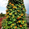 Black-Eyed Susan Vine Seeds, Includes 100 Seeds in a Pack