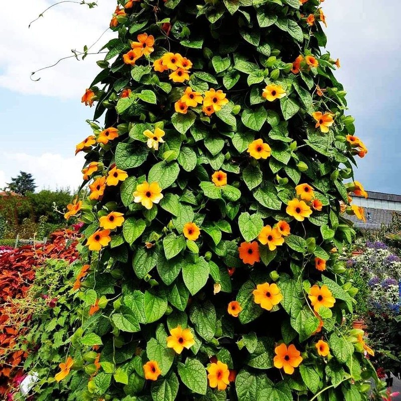 Black-Eyed Susan Vine Seeds, Includes 100 Seeds in a Pack
