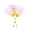 Homemade Mimosa Albizia Julibrissin Tea Silk Tree Dry Bloom Brewing