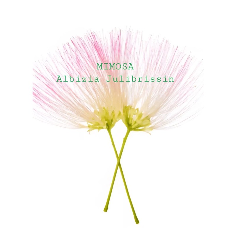 Homemade Mimosa Albizia Julibrissin Tea Silk Tree Dry Bloom Brewing