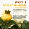 Organic Rosa Roxburghii | Natural Vitamin C Superfood |Chestnut Rose