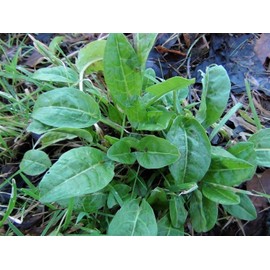 Heirloomsupplysuccess 30 Heirloom Sorrel Spinach Garden Rumex Acetosa Seeds