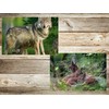 Edition Colibri Animals Europe (Set 2) 3D Postcard Set: 7