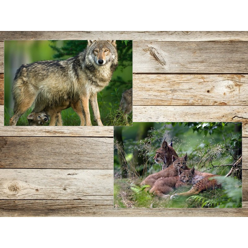 Edition Colibri Animals Europe (Set 2) 3D Postcard Set: 7