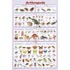 Laminated Arthropods Insects Educational Science Chart Crustacea Hexaoda Poster 24 x 36