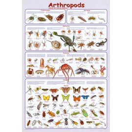 Laminated Arthropods Insects Educational Science Chart Crustacea Hexaoda Poster 24 x 36