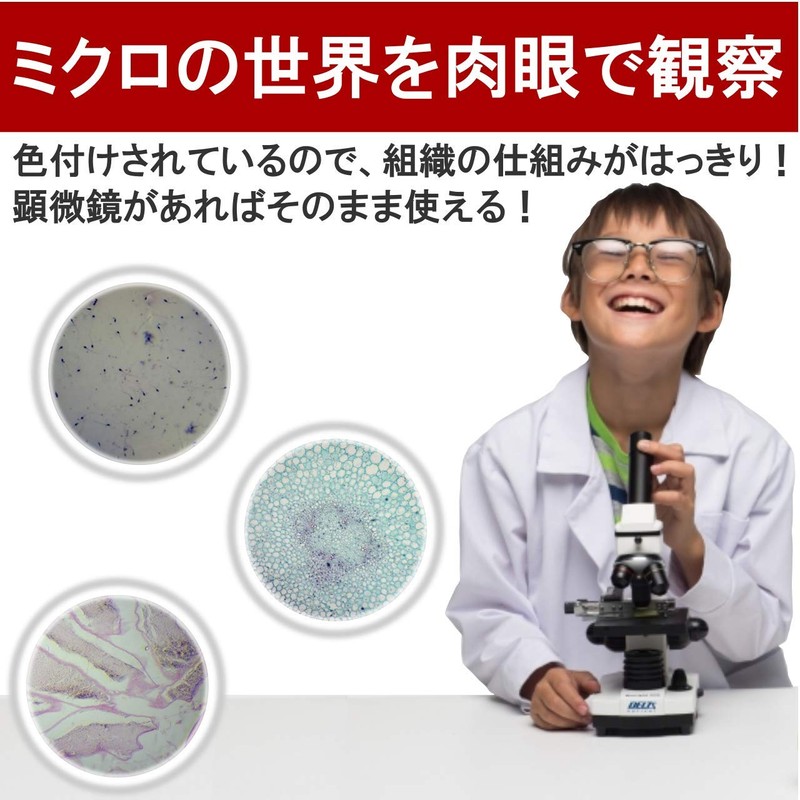 Phelimoa Preparat Animal and Plant Specimen Microscope, Biology, Science, Insects,