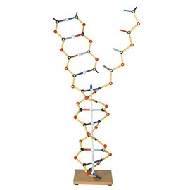 Cochranes of Oxford DNS - RNS-Modell
