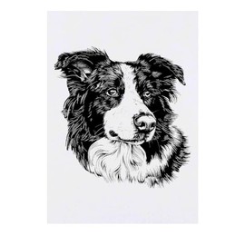 'Border Collie' Temporary Tattoo - Water Resistant, Skin-Safe, Non-Toxic Transfer (TO00070891)