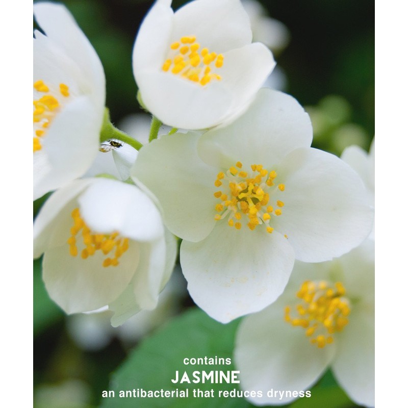 Color Fixation Restorative Shampoo Surya Nature, Inc 8.45 oz Liquid