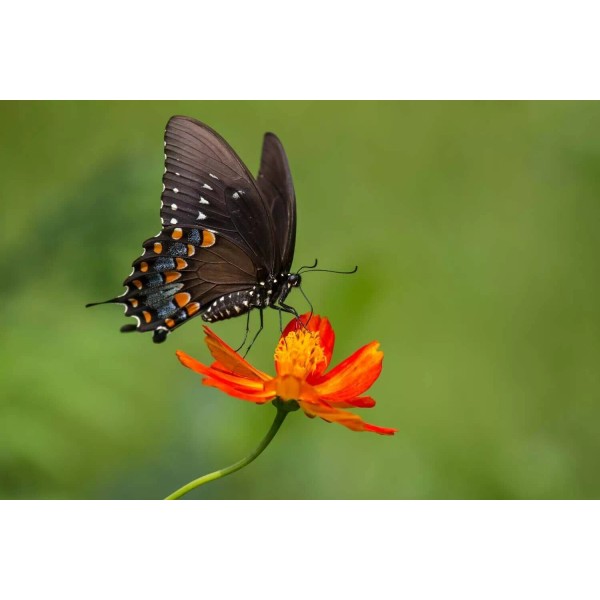 Unbranded beautiful butterfly art poster office bar home decor