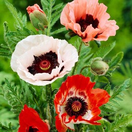 KIRA SEEDS - Oriental Poppy Papaver Mix - Perennial Flowers for Planting - GMO Free