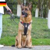 Dog Harness for Large Dogs - Durable Anti-Pull Dog Harness