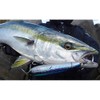 Duel Lure HC Bullet Dive 200mm #05 HPI