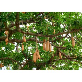 Serendipity Seeds RARE Tropical Seeds - 10 Seeds - Saugage Tree - Kigelia africana - 10 Seeds