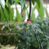 YIQI Garden Irrigation System, 100 Micro Sprinklers, 4/7 mm, Adjustable,