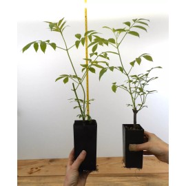 Unbranded 6 Varieties Black Elderberry Plants- Potted- American and European Varieties - 8 plants