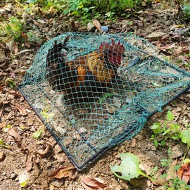 DSQSTMR Pigeon Bird Trap 2 Pack Trapping Chicken Quail Spring Starling Catching Net Traps