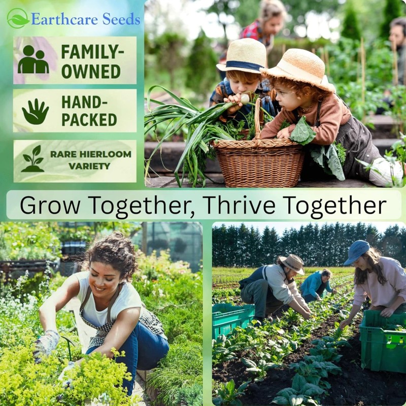 Earthcare Seeds True Comfrey 50 Seeds (Symphytum officinale) Non GMO,