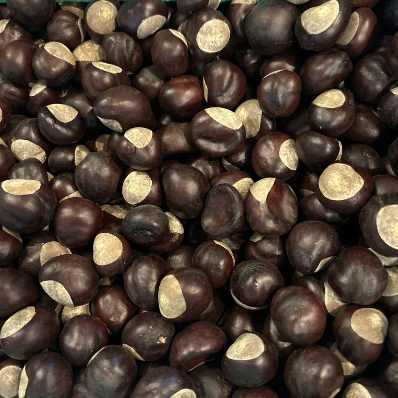 Buckeye nuts - The Original OSU Bucknuts!