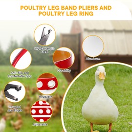 Chicken Leg Plier & Chicken Leg Bands 100Pcs Poultry Leg Identification Rings and Plier Duck Chicken Ankle Tags Numbered Feet ID Bands Farms Pheasant Pigeons Goose Chicken Supplies (Purple Set)