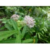 Sharons Florida Swamp Milkweed Seeds (Asclepias incarnata) ✤ 30 Cold
