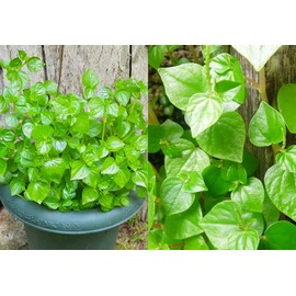 4000 Crab Claw Peperomia Seeds Vietnam Rau Cang Cua Vegetable Seeds for Planting