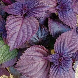 TomorrowSeeds - Purple Perilla (Shiso) Seeds - 1500+ Count - for 2026 Planting Aka Jiso Beefsteak Leaf Green Tia to KKaennip Basil Mint Herb Garden Asian Vegetable Grow Your Own Home Farm Patio