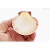 Florida Shells and Gifts 24 Mexican Cup Deep Scallop Shells