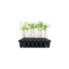 Bald Cypress | 3 Live Trees | Taxodium Distichum |